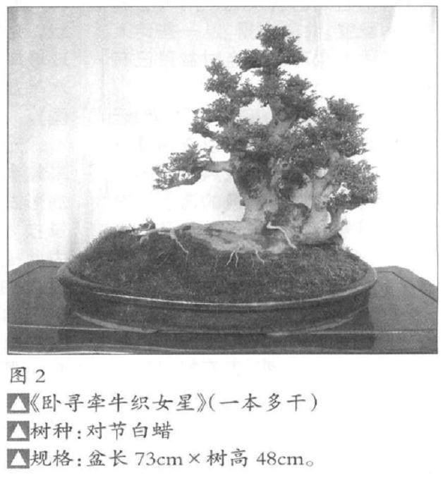 制作青苔盆景的3个注意事项