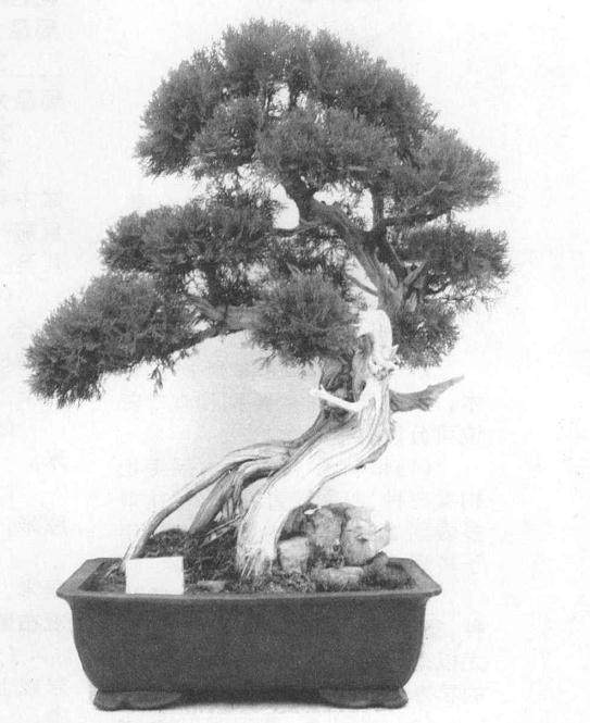 侧柏盆景的整枝造型 需3-4年养培