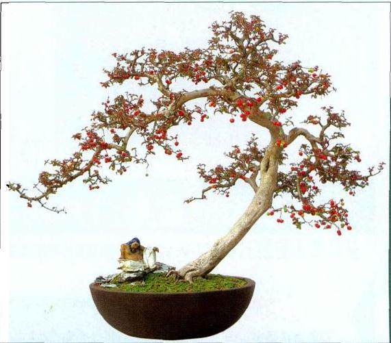 香港盆景雅石学会永远名誉会长 -- 吴成发