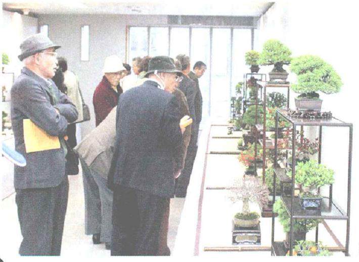 一年一度的日本微型盆景盛会——雅风展