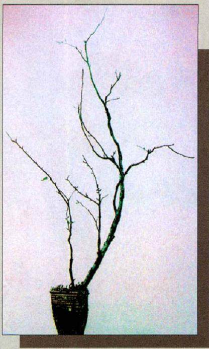 《春初》似乎是一幅枝桠疏密有致的寒相