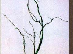 《春初》似乎是一幅枝桠疏密有致的寒相