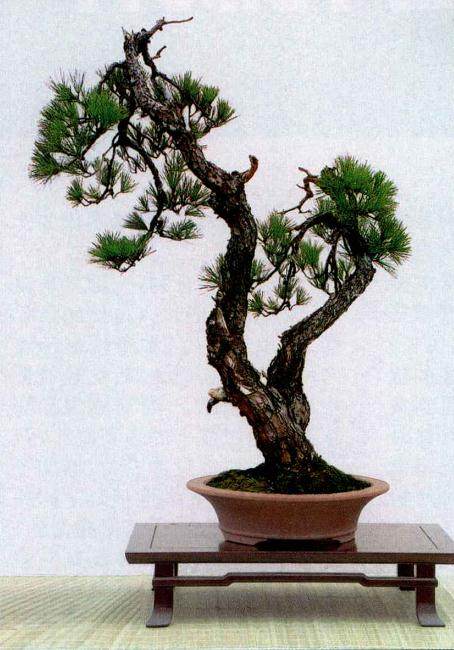 如何在盆景制作中表现&ldquo;源于自然而高于自然&rdquo;的境界？