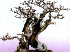 网上报名与网上投票盆景评选的办法