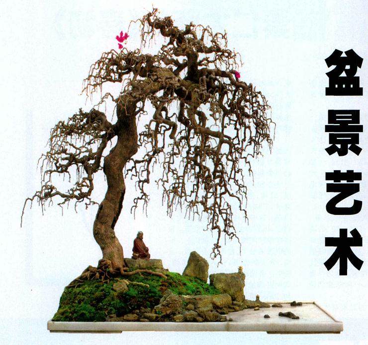 盆景是有生命的艺术品 拥有跨时代的自然形格