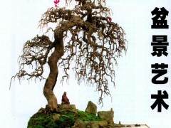 盆景是有生命的艺术品 拥有跨时代的自然形格