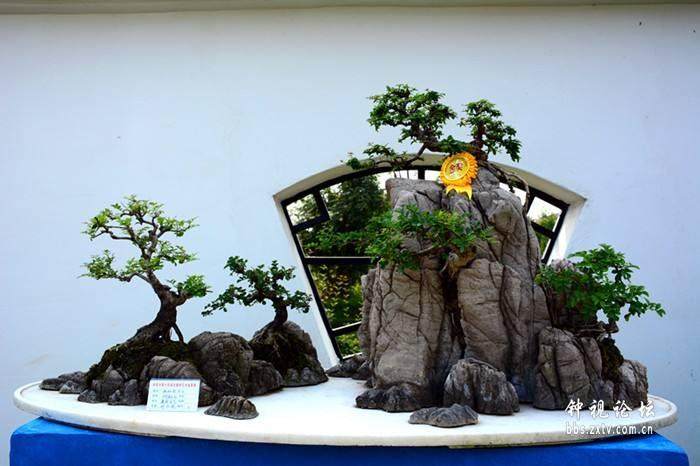 钟祥盆景协会 是全市最有亲和力的组织