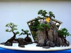 钟祥市盆景协会 是全市最有亲和力的组织