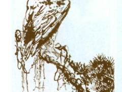 赏胡乐国大师新作黄山松盆景