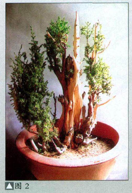 一本多干的丛林盆景的制作方法