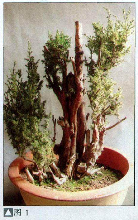 一本多干的丛林盆景的制作方法