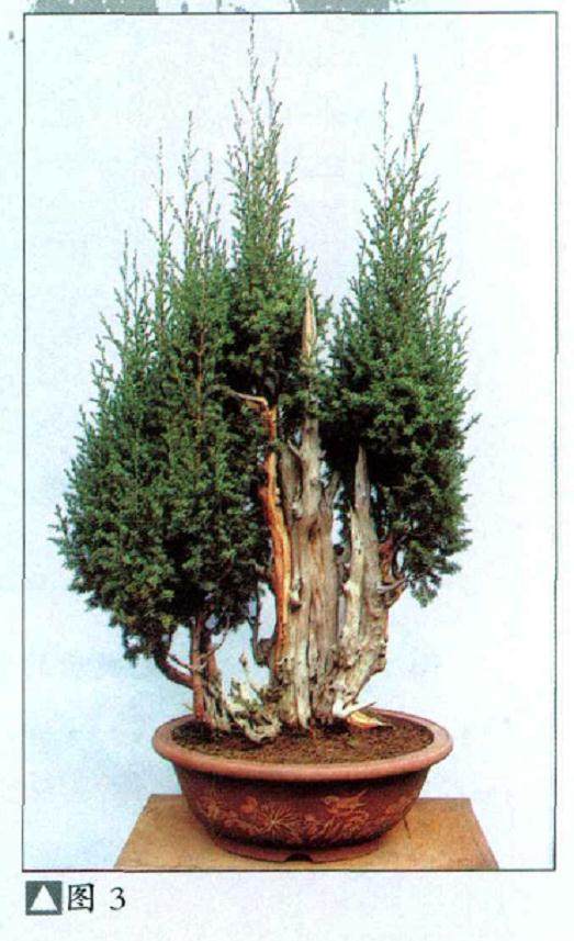 一本多干的丛林盆景的制作方法