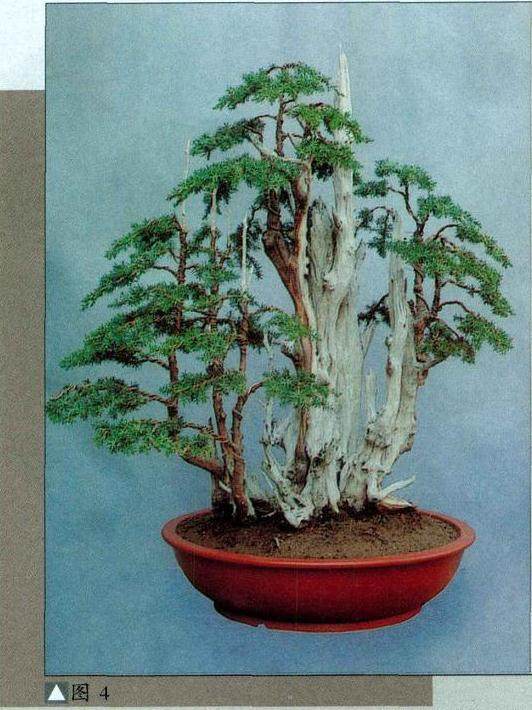 一本多干的丛林盆景的制作方法