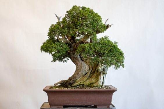 中国杜松盆景嫁接加州杜松 - 17&ldquo;