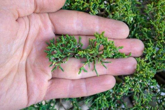 修剪杜松浆果后