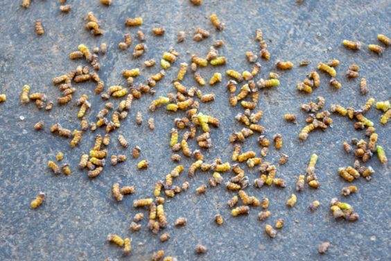  茎支持花粉球果