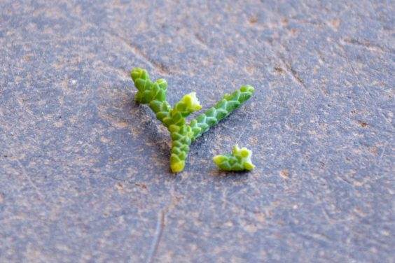 健康的花粉锥茎