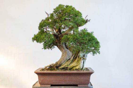 检查了杜松盆景的树叶并修剪了浆果