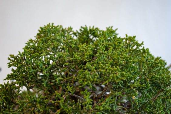 杜松盆景的树叶细节