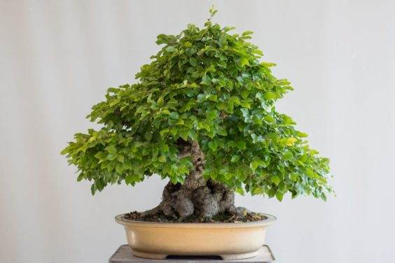 韩国鹅耳枥盆景 - 2017年5月