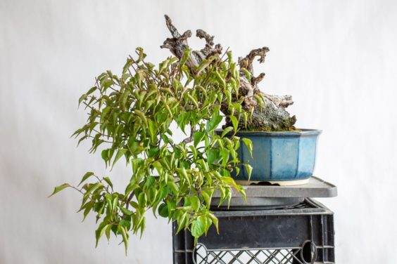 修剪最长的盆景枝条后