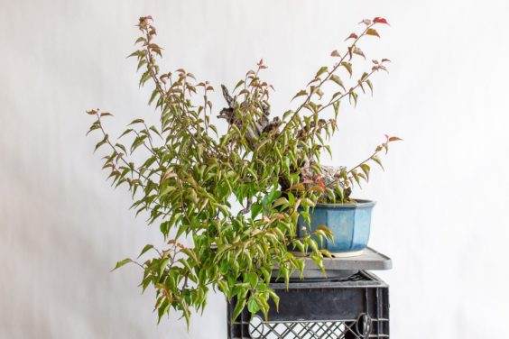 我很难看到树枝在树的内部如何排列，所以我修剪了最长的枝条