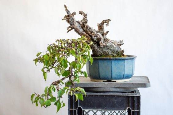 对盆景修剪和盘扎后