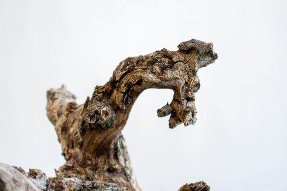 盆景枯枝的细节