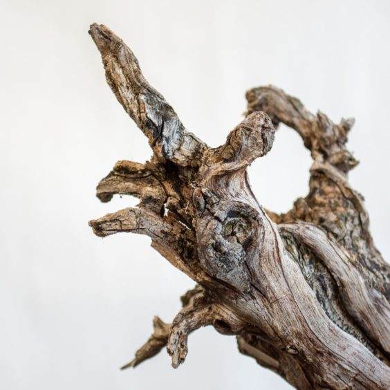 盆景枯枝的细节