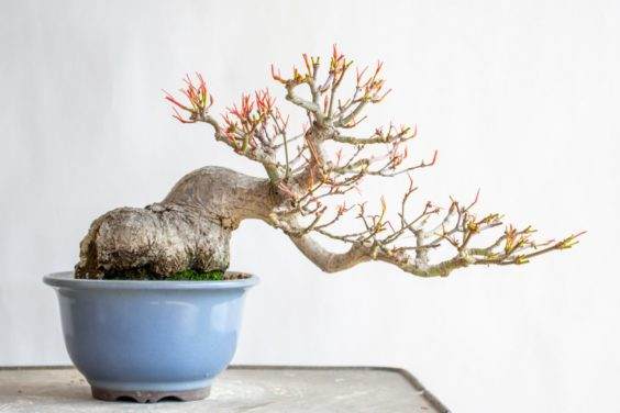 5月10日 - 盆景出现新芽