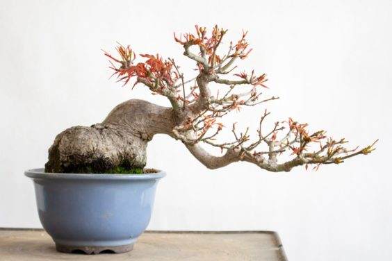 5月25日 - 新的叶子出现了