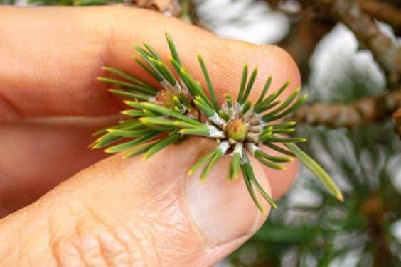 修剪下方的夏季盆景芽