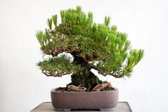 部分修剪的黑松盆景