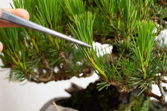 用镊子固定枝条