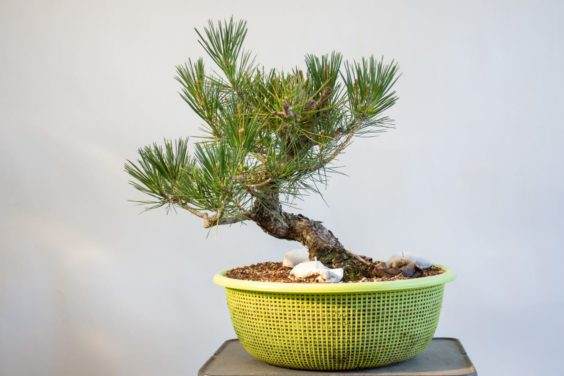 14岁的黑松盆景 - 2018年6月