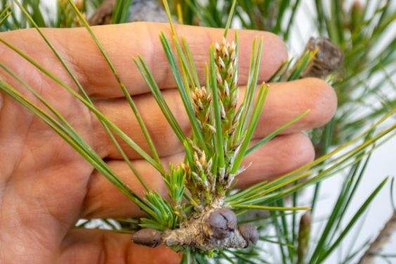 夏季枝条类似于春季枝条