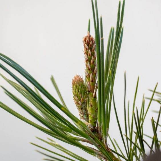 在同一个分支上看不同的镜头