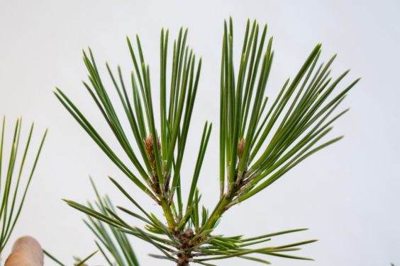 夏芽在春芽的末端伸长