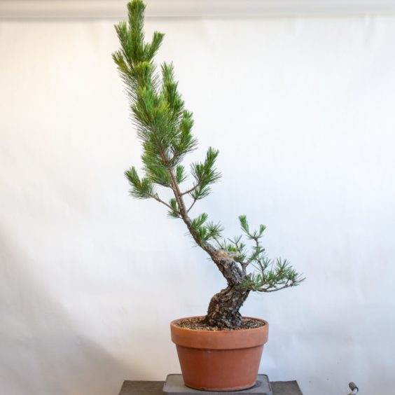 在细化和解开下部分支之后