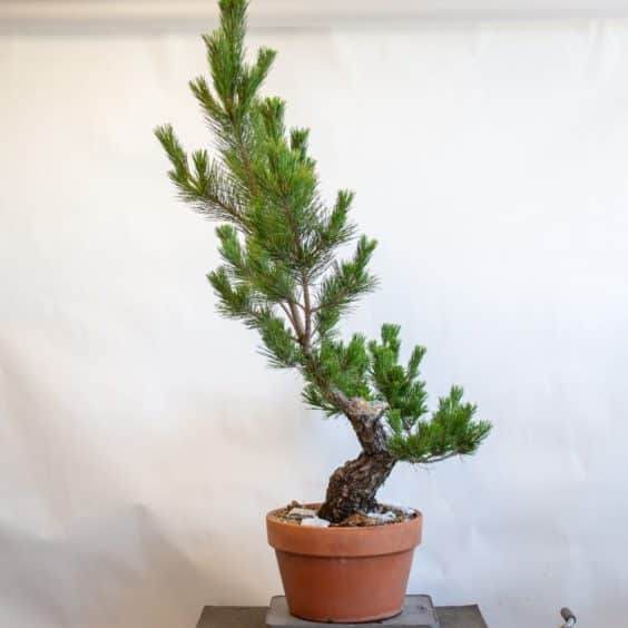 日本黑松盆景 - 47“