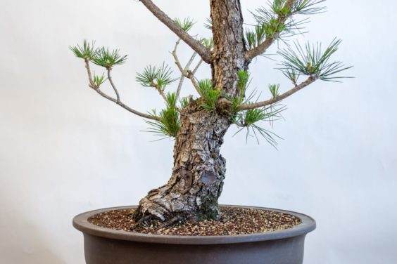 在 盆景修剪之后