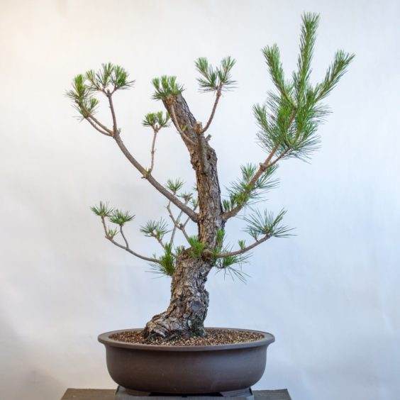 修剪盆景,褪色和拔针后 - 37“