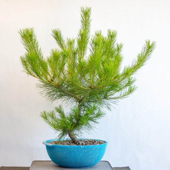 五岁的红松盆景 - 27“