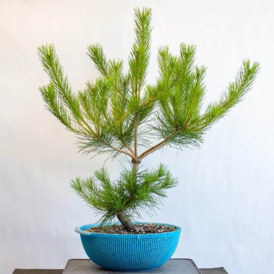 修剪了去年的盆景针头