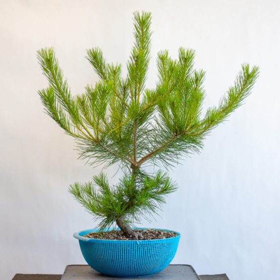 在螺纹上修剪了盆景的九个分支中的四个