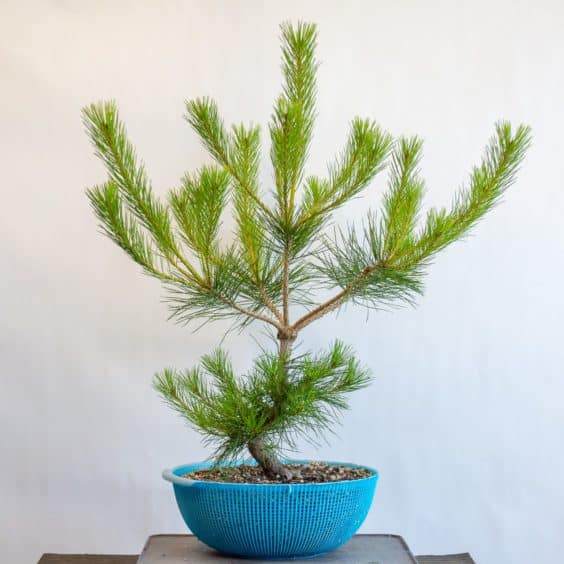 在稀疏一些盆景新芽之后