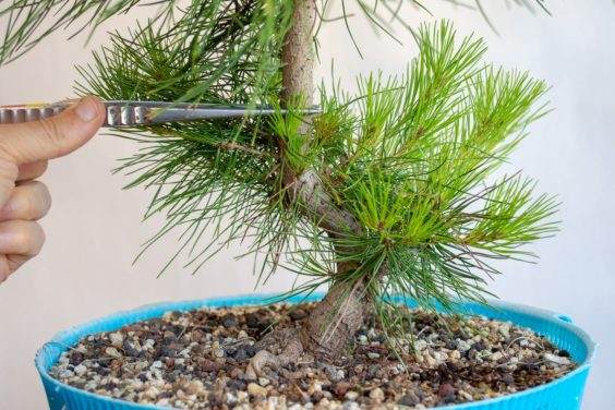 此时将修剪盆景牺牲枝