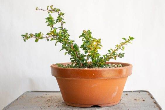 年轻的长寿梅盆景