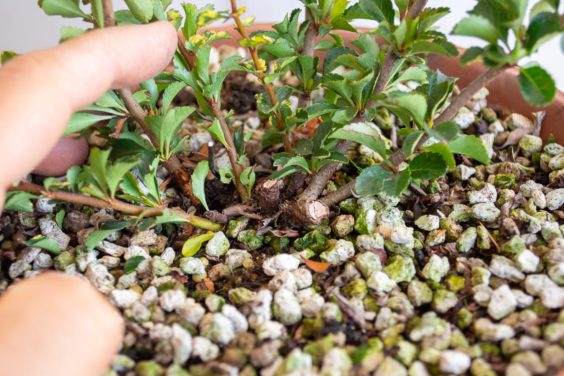 修剪盆景表明主要干线在哪里死亡