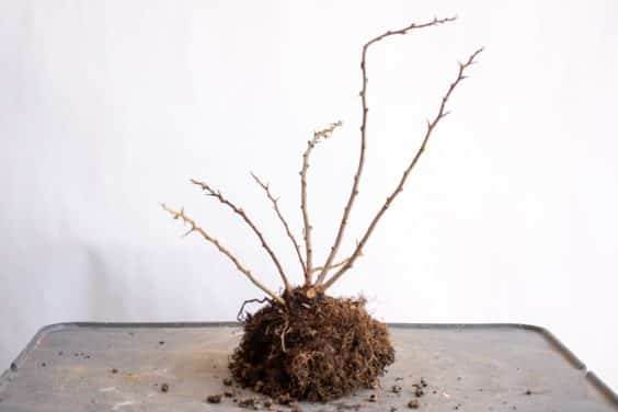 修剪盆景的叶子后